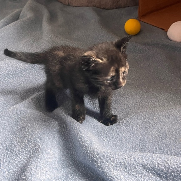 My grandkittens- they’ve grown! 6 months old now! - Picture 6 of 17